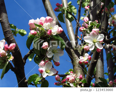 Flowering trees in spring on a light background, beautiful garden and good harvest in summer Flowering trees in spring on a light background, beautiful garden and good harvest in summer 123453660