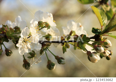Blooming trees in the spring against the blue sky, a beautiful garden and a good harvest in the summer. The branches of plums in the spring garden Blooming trees in the spring against the blue sky, a beautiful garden and a good harvest in the summer. The branches of plums in the spring garden 123453662