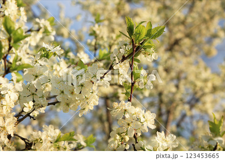 Blooming trees in the spring against the blue sky, a beautiful garden and a good harvest in the summer. The branches of plums in the spring garden 123453665