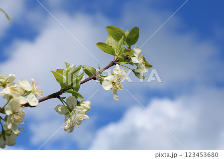 Blooming trees in the spring against the blue sky, a beautiful garden and a good harvest in the summer. The branches of plums in the spring garden 123453680