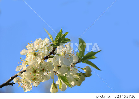 Blooming trees in the spring against the blue sky, a beautiful garden and a good harvest in the summer. The branches of plums in the spring garden Blooming trees in the spring against the blue sky, a beautiful garden and a good harvest in the summer. The branches of plums in the spring garden 123453716