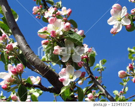 Flowering trees in spring on a light background, beautiful garden and good harvest in summer 123453717