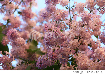 Blooming lilac in the spring in the garden., Selective focus. Blooming trees in May early in the morning, lilac and white flowers in the sun Blooming lilac in the spring in the garden., Selective focus. Blooming trees in May early in the morning, lilac and white flowers in the sun 123453734