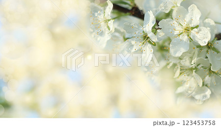 Abstract floral spring background from defocused tender cherry flowers in pastel colors with soft focus. Banner for the screen, beautiful vibrant greeting card or invitation, seasonal concept of 123453758