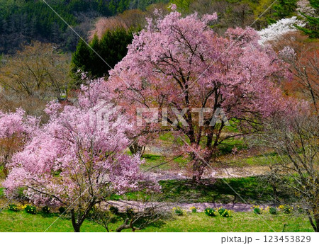 満開の桜咲く春の風景 満開の桜咲く春の風景 123453829