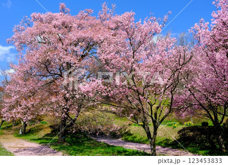 満開の桜咲く春の風景 123453833