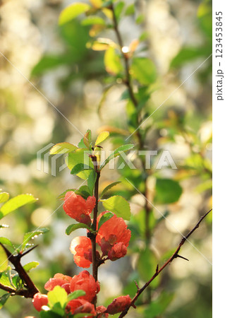 Quince sprout on a background of trees with bokeh effect, selective focus, the sun's rays in the garden and the birth of a new life Quince sprout on a background of trees with bokeh effect, selective focus, the sun's rays in the garden and the birth of a new life 123453845