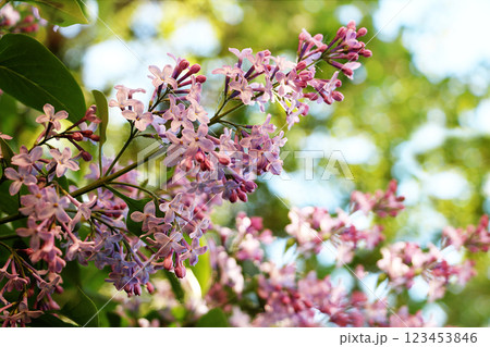 Flowering trees in spring on a light background with bokeh. Beautiful garden and good harvest in the summer, the birth of a new life Flowering trees in spring on a light background with bokeh. Beautiful garden and good harvest in the summer, the birth of a new life 123453846