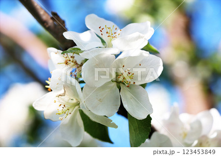 Flowering trees in spring on a light background with bokeh. Beautiful garden and good harvest in the summer, the birth of a new life 123453849