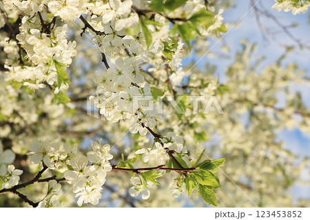 Abstract floral background, tender blooming cherry with soft focus. Banner for the screen, a beautiful postcard, spring concept, selective focus 123453852