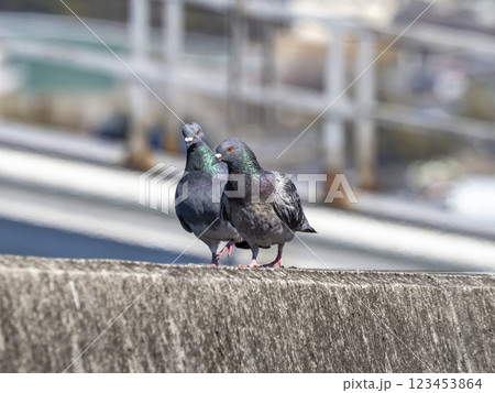 川べりの堤防の上にいる2羽のドバト 123453864