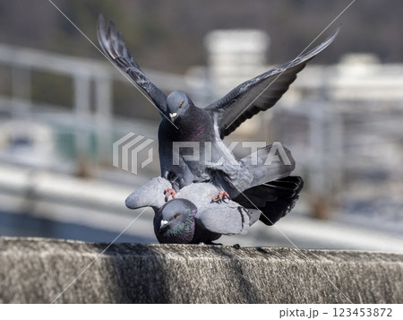 川べりの堤防の上にいるドバトの交尾 川べりの堤防の上にいるドバトの交尾 123453872