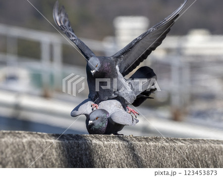 川べりの堤防の上にいるドバトの交尾 川べりの堤防の上にいるドバトの交尾 123453873