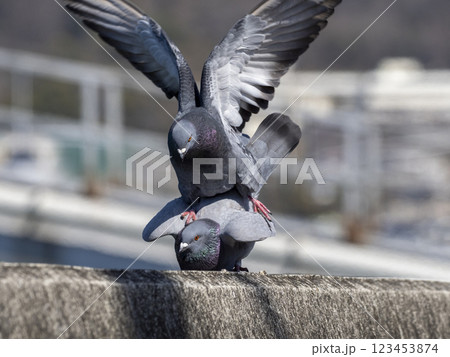 川べりの堤防の上にいるドバトの交尾 123453874