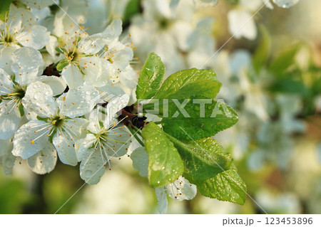 Blooming trees in the spring against the blue sky, a beautiful garden and a good harvest in the summer. The branches of plums in the spring garden Blooming trees in the spring against the blue sky, a beautiful garden and a good harvest in the summer. The branches of plums in the spring garden 123453896