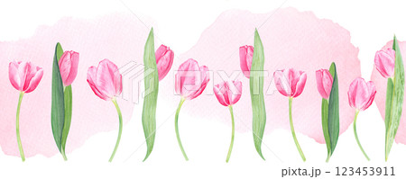 Tulip seamless watercolor border on pink watercolor background. Hand painted pink flower illustration. High quality clip art perfect for mother's, women's day cards, banners, packaging, decor, eco 123453911