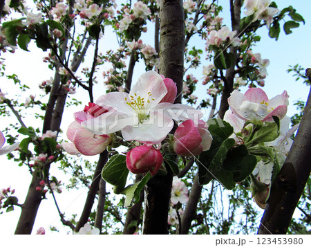 Flowering trees in spring on a light background, beautiful garden and good harvest in summer Flowering trees in spring on a light background, beautiful garden and good harvest in summer 123453980