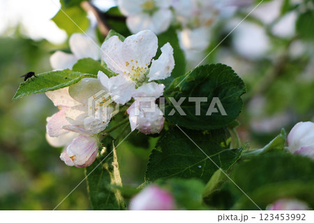 Flowering trees in spring on a light background, beautiful garden and good harvest in summer Flowering trees in spring on a light background, beautiful garden and good harvest in summer 123453992