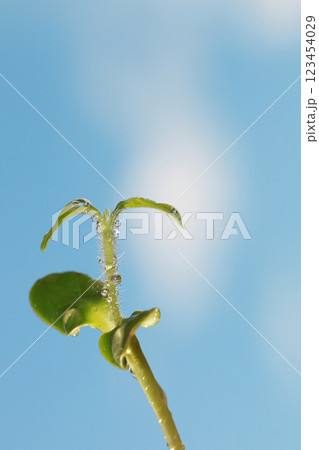 Sprout against the sky, spring and the birth of a new life Sprout against the sky, spring and the birth of a new life 123454029