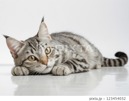 寝そべっているサバトラ猫 123454032