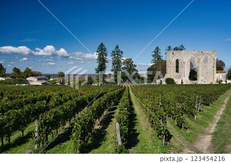 秋のフランス　サンテミリオンのブドウ畑 123454216