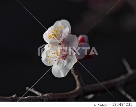 夜明けの白梅の花とつぼみ 123454233