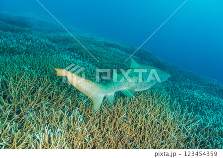 白化したエダサンゴの群生を泳ぐシロワニ　小笠原 123454359