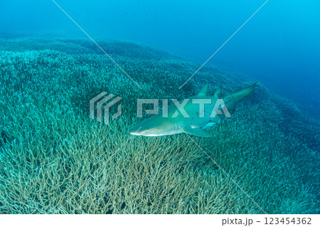 白化したエダサンゴの群生を泳ぐシロワニ　小笠原 123454362
