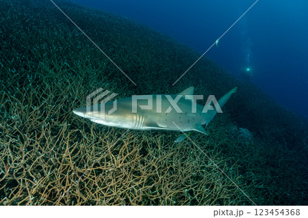 白化したエダサンゴの群生を泳ぐシロワニ　小笠原 123454368