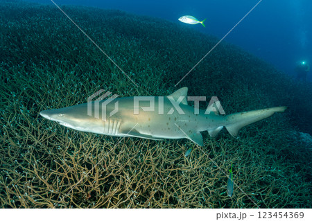 白化したエダサンゴの群生を泳ぐシロワニ　小笠原 123454369