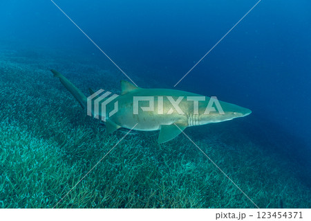 白化したエダサンゴの群生を泳ぐシロワニ　小笠原 123454371