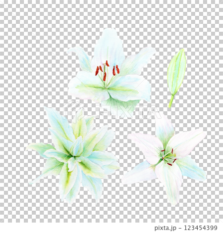 White lily flower watercolor illustration set isolated on white. High quality clip art perfect for cards, posters, stickers, Easter, Passover, Holy Thursday, christening baptism wedding church decor 123454399