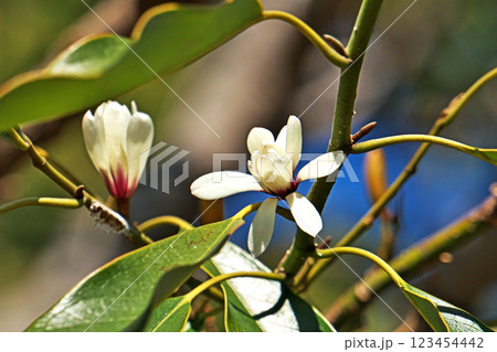 白いオガタマノキの花（冬、二月） 123454442