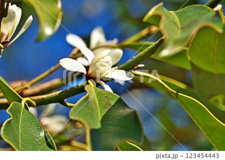 白いオガタマノキの花(冬、二月) 白いオガタマノキの花(冬、二月) 123454443