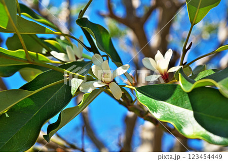 白いオガタマノキの花(冬、二月) 白いオガタマノキの花(冬、二月) 123454449