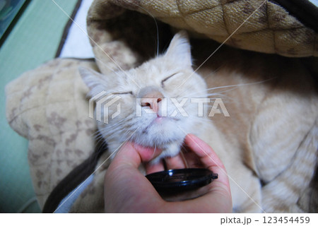 アゴを撫でられて気持ちいい茶トラ猫 123454459