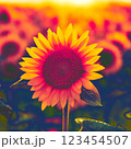 夕日のひまわりは、酷暑に焼けて赤くなっている 123454507