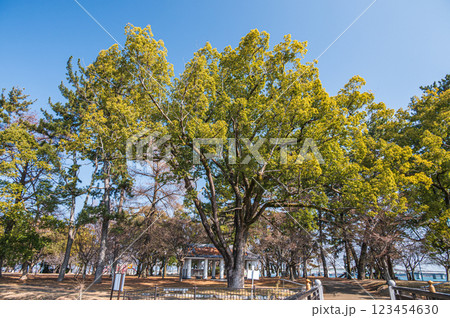 膳所城跡公園　滋賀県大津市 123454630