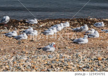琵琶湖畔に集まるユリカモメの群れ　滋賀県大津市 123454701