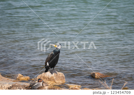 湖岸に立つカワウ 滋賀県大津市琵琶湖 湖岸に立つカワウ 滋賀県大津市琵琶湖 123454709