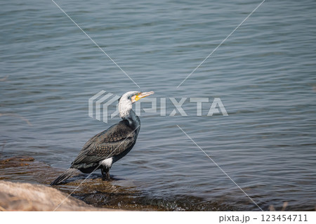 湖岸に立つカワウ 滋賀県大津市琵琶湖 湖岸に立つカワウ 滋賀県大津市琵琶湖 123454711