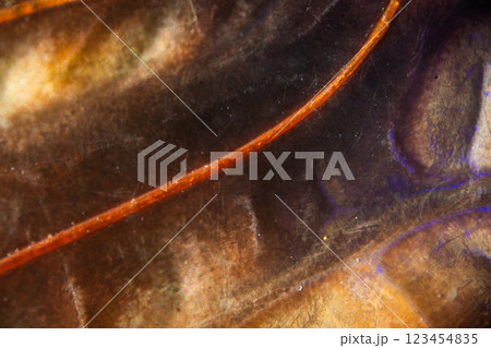 蝉の羽根 123454835