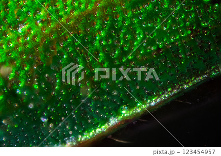 黄金虫の背 黄金虫の背 123454957