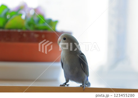 コザクラインコ 123455280