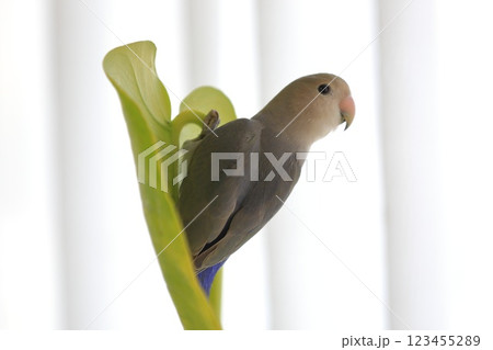 コザクラインコ 123455289