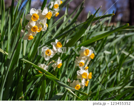 冬の晴れた日に咲くニホンズイセン 冬の晴れた日に咲くニホンズイセン 123455352