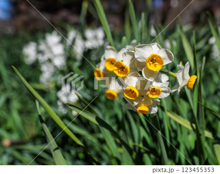 冬の晴れた日に咲くニホンズイセン 123455353
