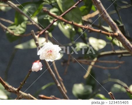 白い色が奇麗な我が家の梅の花 白い色が奇麗な我が家の梅の花 123455405