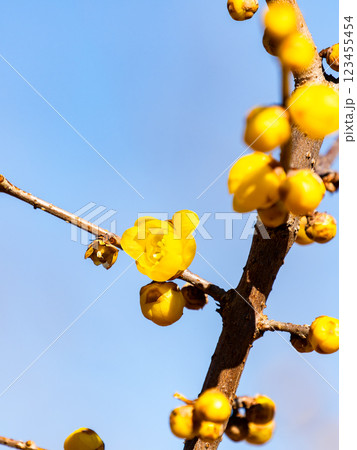 新春の美しい花 香り立つロウバイ 新春の美しい花 香り立つロウバイ 123455454