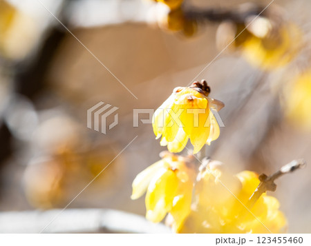 新春の美しい花 香り立つロウバイ 新春の美しい花 香り立つロウバイ 123455460